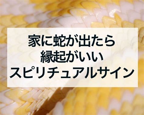 蛇風水|【家に蛇が出たら】縁起は良い？呼び込まれる幸運4。